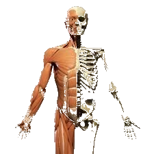 Skeleton and muscles Osteo-myo-ology